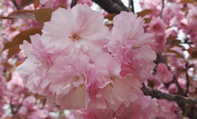 樱花花语是什么？樱花象征寓意有哪些常见问题？