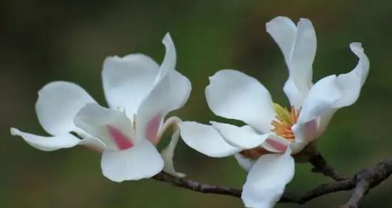 樱水晶的花语是什么？它有哪些特别的寓意？