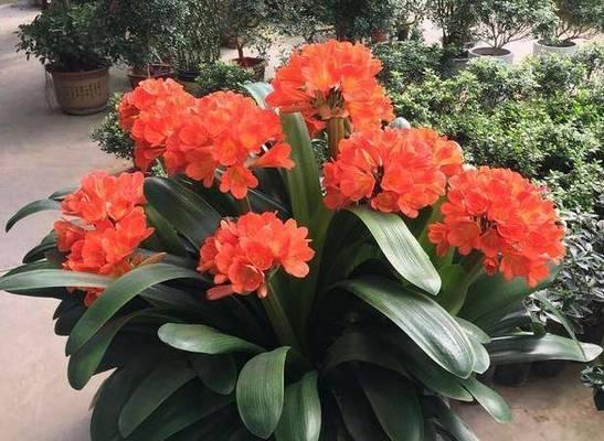 君子兰开花时间是什么时候？一年能开几次花？