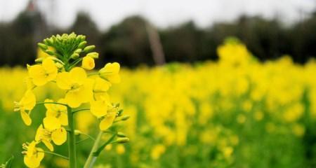 油菜花代表什么意思？油菜花的花语有哪些含义？