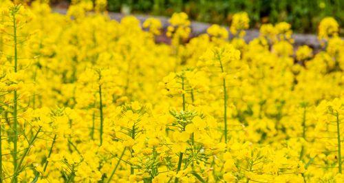 油菜花代表什么意思？油菜花的花语有哪些含义？