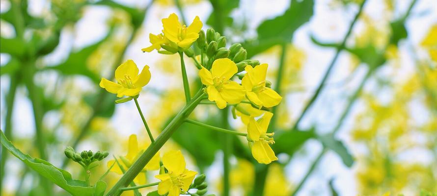 油菜花代表什么意思？油菜花的花语有哪些含义？