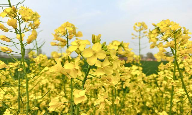 油菜花花语是什么？油菜花的含义和象征有哪些？