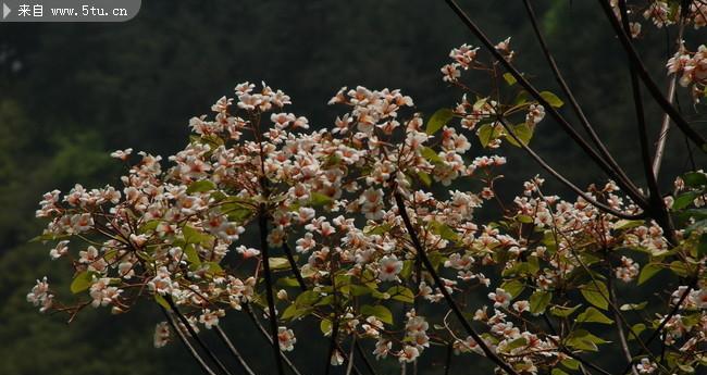 油桐花的花语是什么？情窦初开的含义是什么？