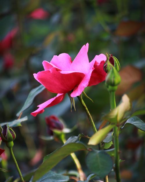 月季花的寓意是什么意思？如何正确解读月季花的象征意义？