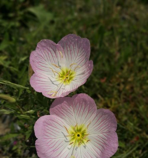 月见草的花语和传说是什么？它们的价值体现在哪些方面？