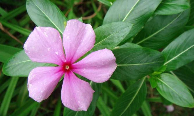 长春花花语是什么意思？如何正确解读长春花的花语含义？