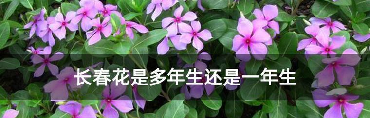 长春花花语代表什么？长春花的象征意义有哪些？