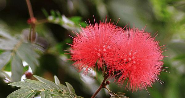 朱樱花代表什么意思？朱樱花的寓意有哪些？