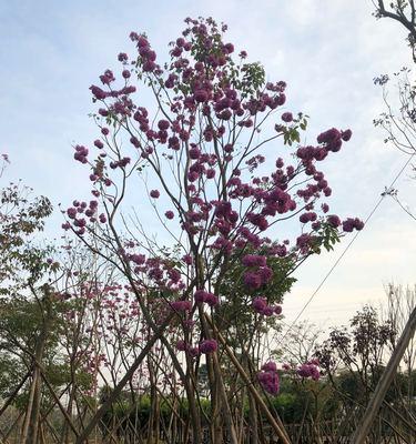 紫花风铃木花语是什么？了解其象征意义和文化背景？