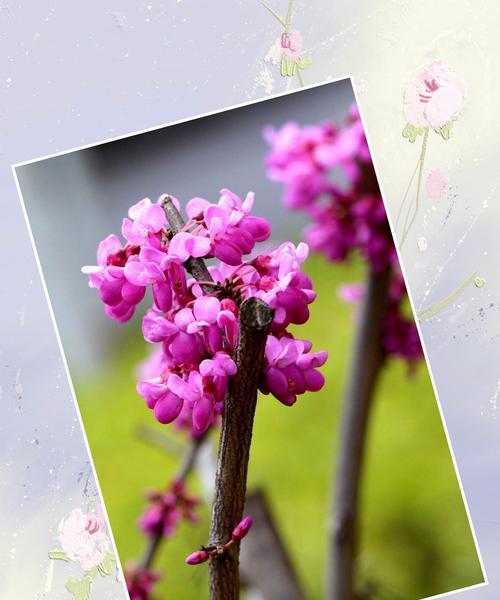 紫荆花的花语是什么意思？紫荆花寓意有哪些？