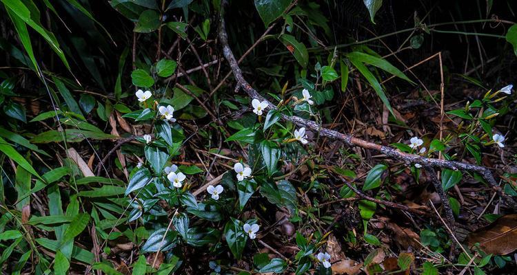 菌类植物是植物吗？它们为何被归类为异养的低等类植物？