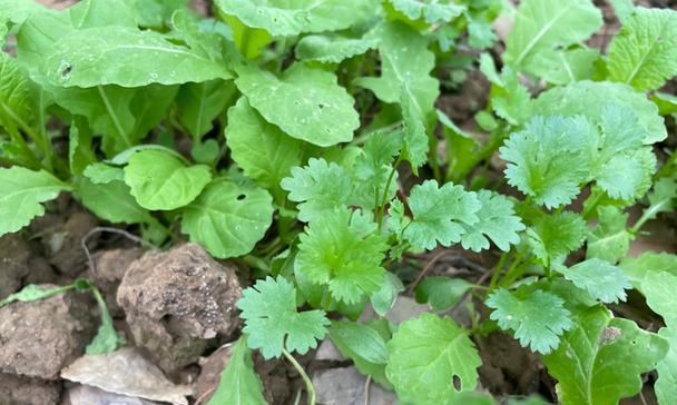 开春后适合种什么菜？春季蔬菜种植指南有哪些？