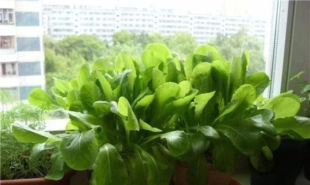 开春后适合种什么菜？春季蔬菜种植指南有哪些？