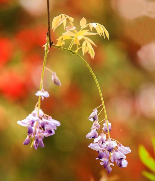 紫藤花的花语是什么意思？如何正确解读紫藤花的象征意义？