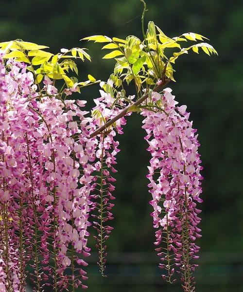 紫藤花花语是什么？了解紫藤花的寓意及其象征意义？