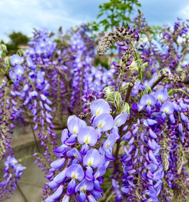 紫藤花花语是什么？紫藤花的寓意有哪些常见问题解答？