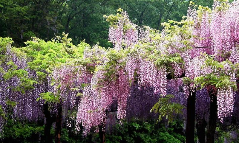 紫藤花语是什么？如何解读紫藤花的象征意义？