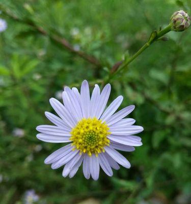 紫菀花的花语是什么？了解紫菀花的寓意和象征意义？