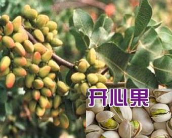 开心果喜欢阳光吗？种植开心果时阳光需求解析？