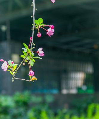 垂丝海棠花语是什么？了解垂丝海棠的象征意义和文化背景？