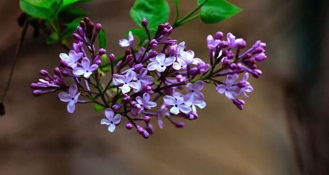 丁香的花语是什么？丁香花代表了哪些含义？