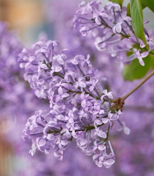 丁香的花语是什么？丁香花代表了哪些含义？