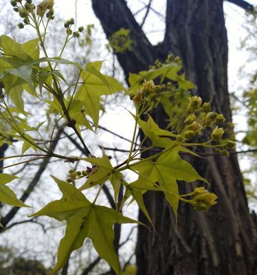 枫叶的花语是什么？为什么枫叶常被用来象征秋天？