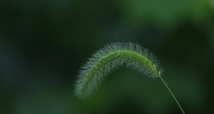 狗尾草的花语是什么？如何用狗尾草表达情感？