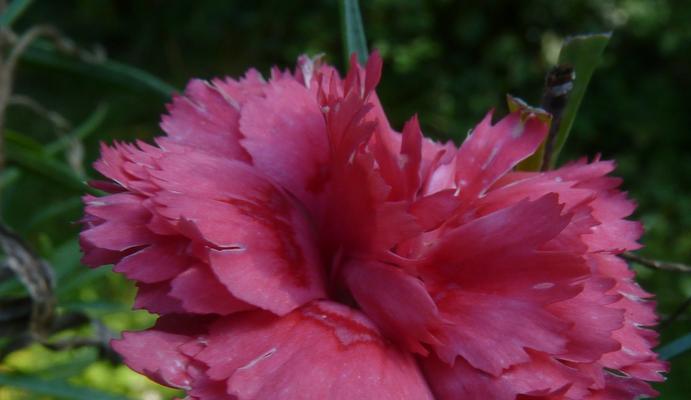 康乃馨一年四季都能开花吗？不同季节的开花特性是什么？