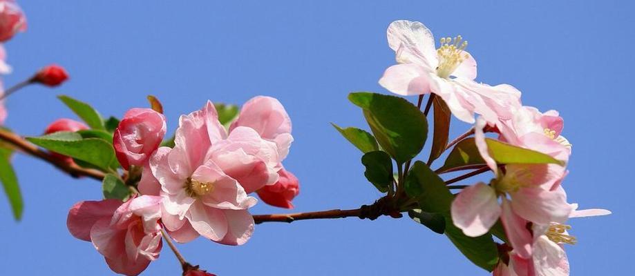 海棠花的花语是什么？如何正确解读海棠花的含义？