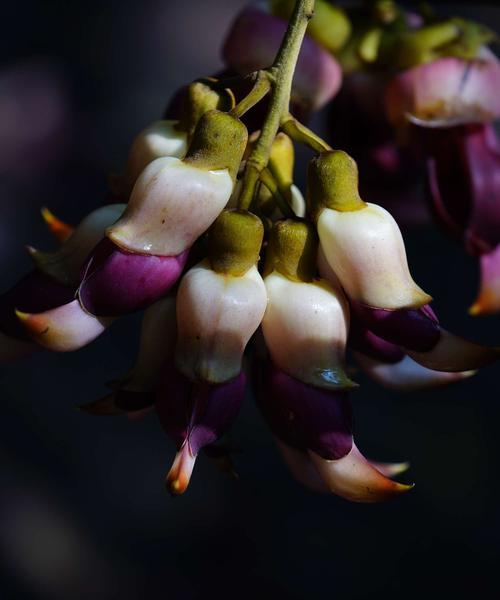 禾雀花的花语是什么？如何正确解读禾雀花的含义？