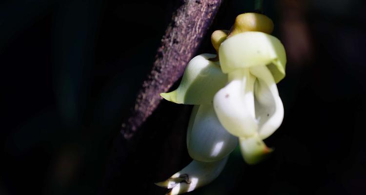 禾雀花的花语是什么？如何正确解读禾雀花的含义？