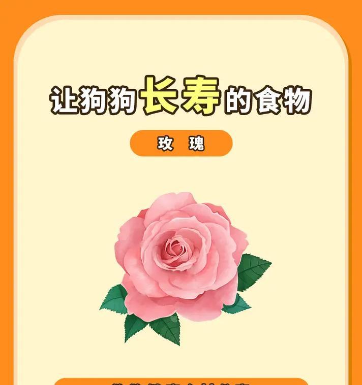 狗狗咬玫瑰花有何含义？咬玫瑰花的狗狗象征着什么？