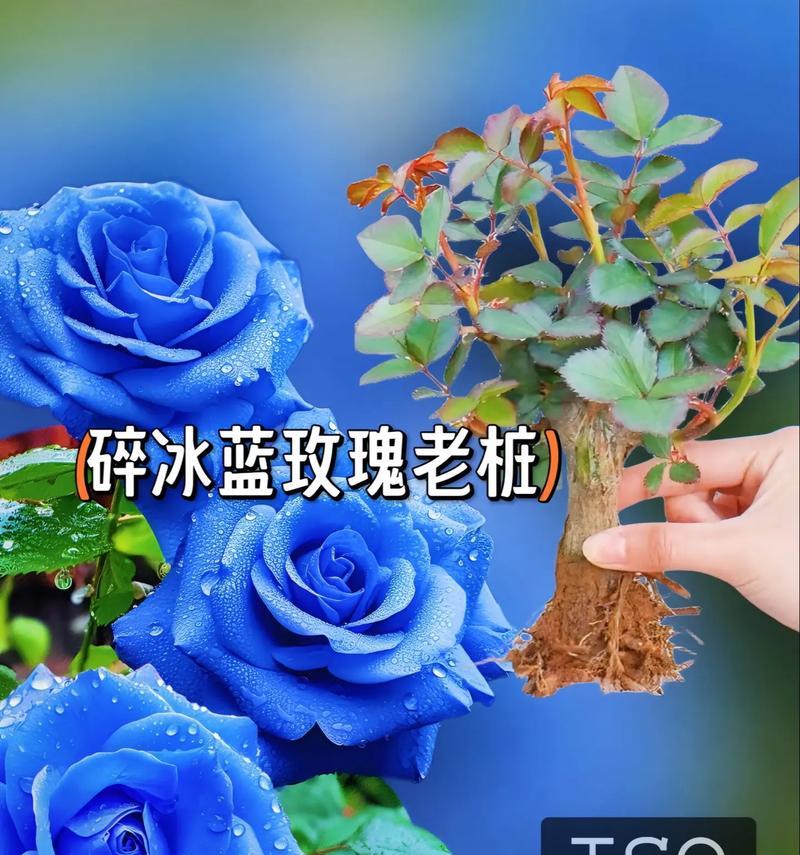 深蓝色玫瑰花的寓意是什么？