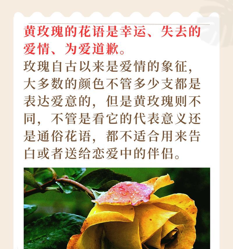 八束玫瑰花代表什么？它的花语含义是什么？