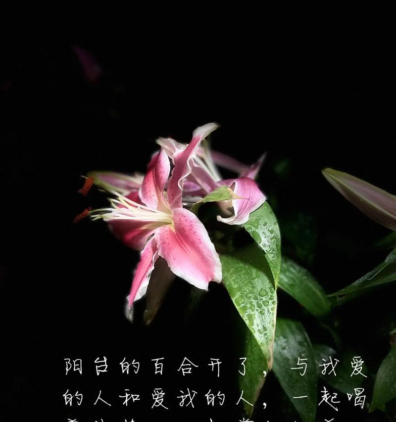 说像百合花是什么意思？这句话背后有何含义？