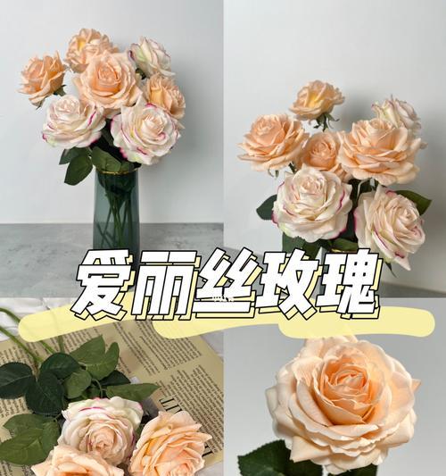 送爱丽丝玫瑰花代表什么？爱丽丝玫瑰花的寓意有哪些？