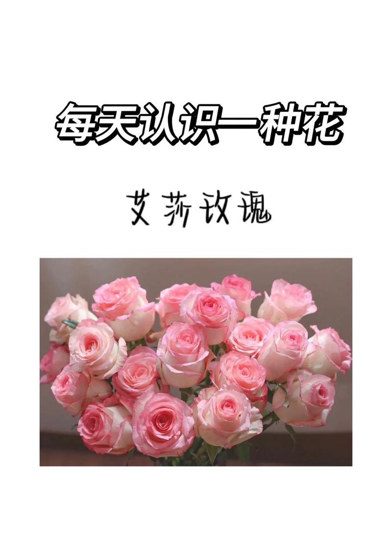 送爱丽丝玫瑰花代表什么？爱丽丝玫瑰花的寓意有哪些？