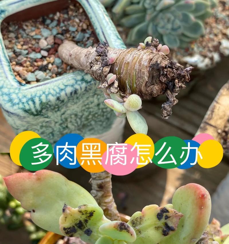 多肉植物枯萎了怎么办？如何挽救和预防？