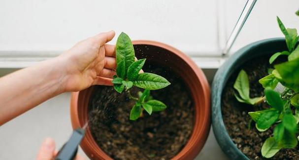 植物有哪些常见的繁殖方法？各自的特点是什么？