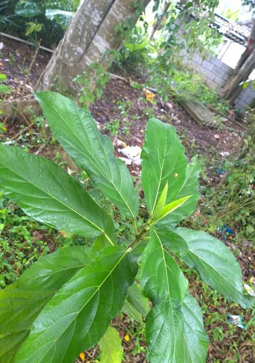 空心是什么植物？这种植物有哪些独特的特性？