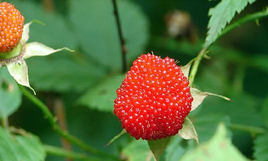 空心是什么植物？这种植物有哪些独特的特性？