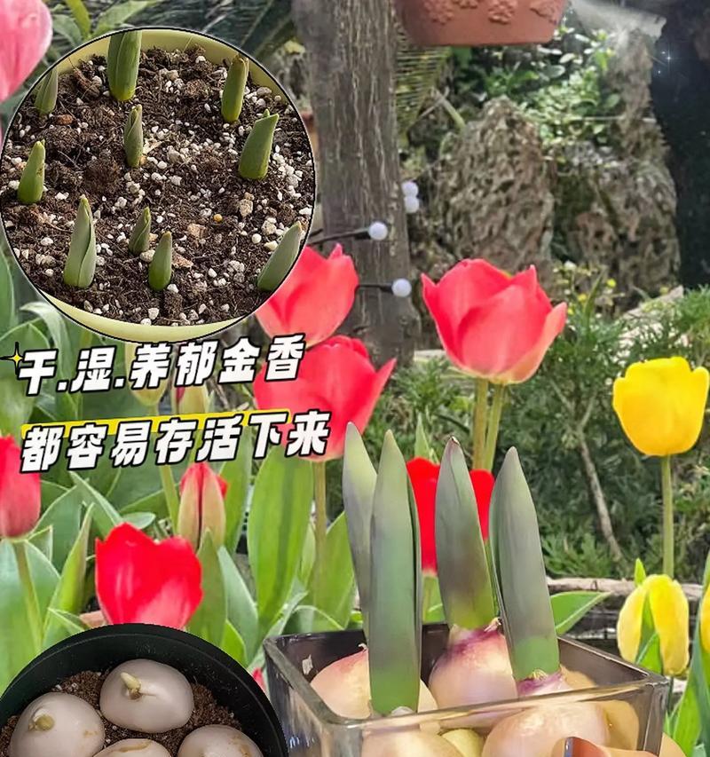 哪些花卉适合土培种植？土培种子花卉的种植技巧是什么？