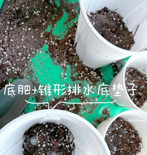 哪些花卉适合土培种植？土培种子花卉的种植技巧是什么？