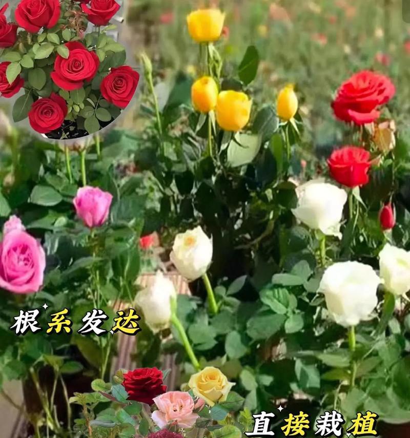 小区适合种植哪些大花花卉？如何选择合适的品种？